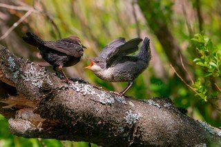 Оляпка и слеток