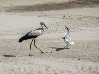 - Летим туда, там столько вкусного!