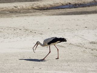 Рыбоглотатель