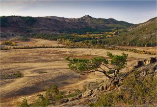 Бонсаи в масштабе десять к одному