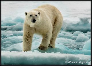ЧЕСТЬ ИМЕЮ, ГОСПОДА ЧЕЛОЕКИ! ДАЛЬШЕ НИ ШАГУ....