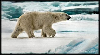 ВЕЧНЫЙ СТРАННИК