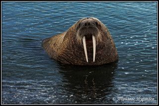 ОСМЕЛЮСЬ ДОЛОЖИТЬ, ЖИВУ ЗДЕСЬ   ДААААВНО......