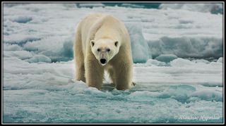 ДЖЕНТЕЛЬМЕНЫ, Я ВЕДЬ СКАЗАЛ ДАЛЬШЕ НИ ШАГУ....