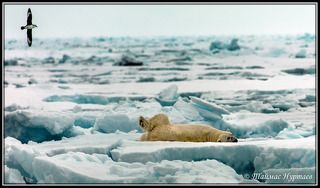 КАКОЙ ЖЕ ТЫ МИШКА ПРИТВОРА