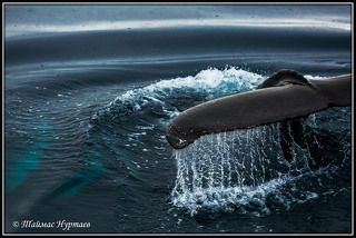 уходя в глубь  океана