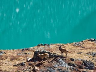 Старейшины