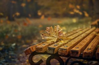 по сторонам смотрю и вижу
опавших листьев яркий след
ещё одно промчалось лето
из лет