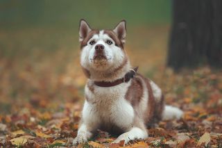 Скай, гроза полёвок:)
