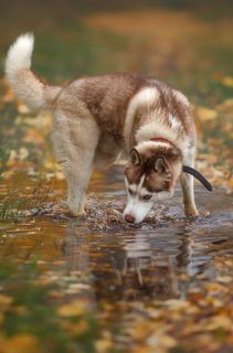 Хороша осенняя водица:)