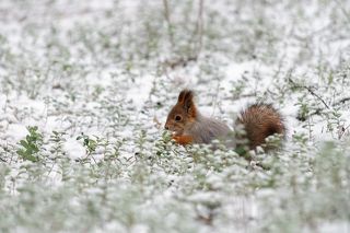 В поисках летних запасов