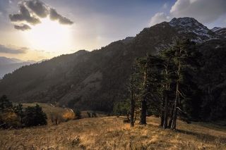 Солнце с причёчкой