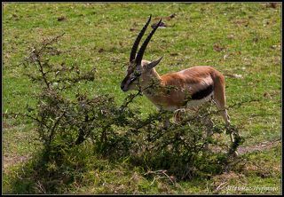 ГАЗЕЛЬ ТОМПСОНА