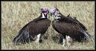 КРАСНОГОЛОВЫЕ АФРИКАНСКИЕ  ГРИФЫ