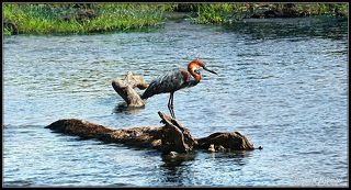 НИЛЬСКАЯ ЦАПЛЯ