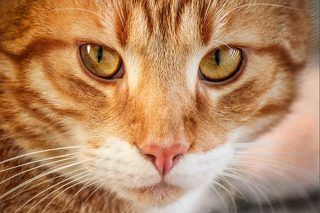 Умный взгляд....