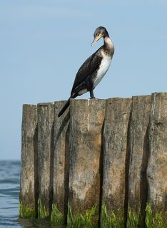 Утопиться, чтоли...