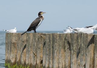 Ну, дремать, так дремать