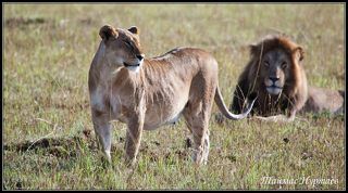 ИЗБРАННИЦА