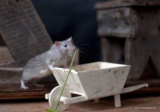 Репетиция. Трэш