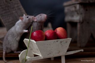 Репетиция. Трэш и Шон