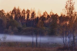 Туман опутывал ноги, норовя оставить меня на болоте.....