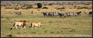 НЕ ДО ВАС СЕЙЧАС ПОЛОСАТИКИ  ....