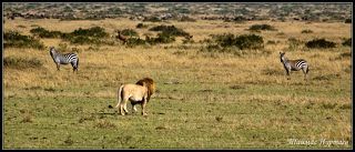 НУ КОГО ПЕРВОГО ПОЛОСАТИКИ....