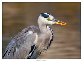 Серая цапля способна часами неподвижно стоять на одном месте, иногда на одной лапе, поджав вторую под себя. Шея в это время вжата в себя, и только горизонтально расположенная голова и клюв торчат из тела. Если её что-либо беспокоит, она вытягивает шею и остаётся неподвижной, но способна сорваться и улететь в любой момент. Охотится она в той же манере. По мелководью передвигается наклонившись медленно и бесшумно, высматривая в воде жертву. Если жертва достаточно крупная, цапля вначале сильно бьёт по ней своим клювом или трясёт из стороны в сторону, стараясь убить перед тем как проглотить целиком головой вперёд. Если цапля живёт в стае, она ходит в воде взад-вперёд по прямой линии, в основном в сумеречное время, тщательно собирая всё на своём пути.