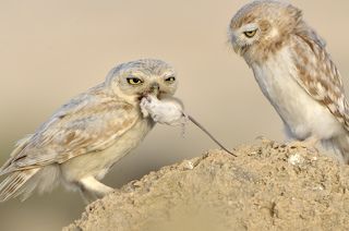 Mother and the chick
