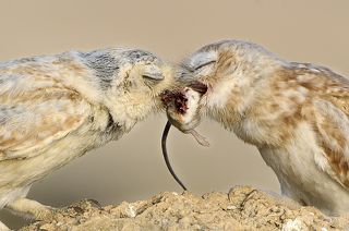 Mother owl feeding the chick