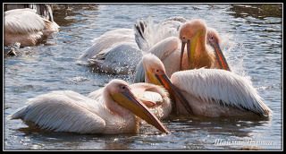 ОЗЕРО НАККУРУ ПЕЛИКАНЫ