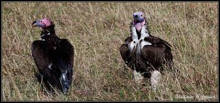 НАЦ. ПАРК МАСАИ  МАРА  ГРИФЫ