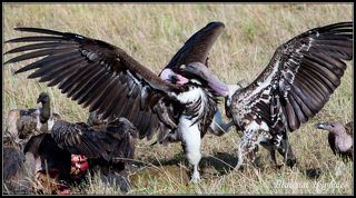 НАЦ. ПАРК МАСАИ МАРА КЕНИЯ   ГРИФЫ