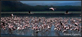 ОЗЕРО  НАККУРУ КЕНИЯ   ПОЛЁТ ФЛАМИНГО