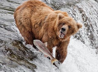 Возвращался кум Горбуша из дальних странствий, из глубин бездонных, из-за тридевять морей. Шел дорогой длинную в края родные. Но не тут-то было - на дороге злыднем встал кум Медведь ( Етить его через коромысло). И оторвал кум Медведь куму Горбуше головушку его красную - безвинную. А мораль той басни такова: те, кто честно горбатится, того Фэйсконтроль вычислит, застопорит и изничтожит почем зря... Здесь и сказке конец... ( Как-то так... :) _____________ \