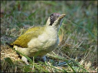 Поможешь копать?