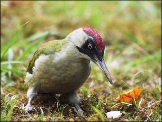 Мадам Ковырялкина