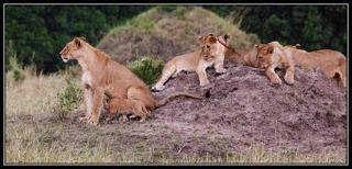 ПОБЛИЖЕ К МАМЕ