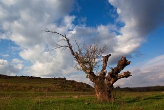 Еще одна весна