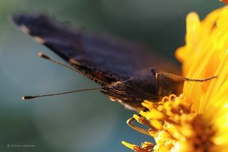 За нектаром...