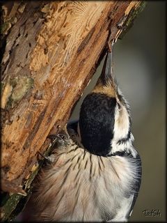 Бой короедам