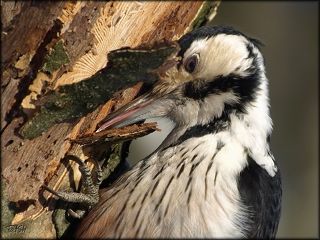 Точный инструмент