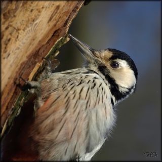 Девица-красавица