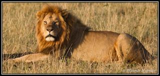 ОСМЕЛЮСЬ ДОЛОЖИТЬ, ЕГО ВЕЛИЧЕСТВО   ЦАРЬ