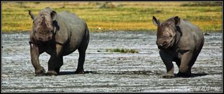 ШАС, МЫ ЗАДАДИМ КУЗЬКИНУ МАТЬ