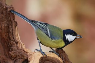 Большая синица