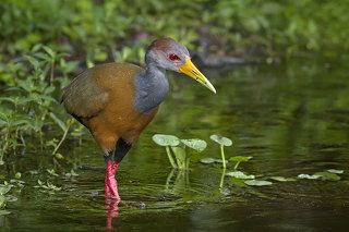 Grey-necked Wood-Rail