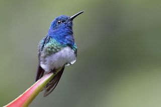 White-necked jacobin