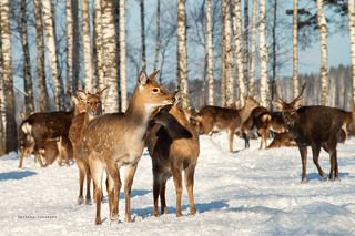 Пятнистые олени на подкормочных площадках, близ Лосиной биостанции.